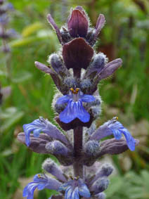 Ajuga pyramidalis